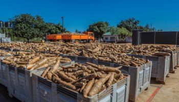 Cassava Exports