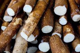 Fresh cassava roots